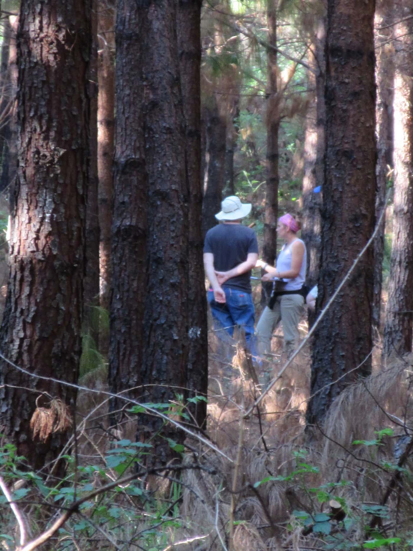 Sirex International Collaborative Project continues at Hogsback