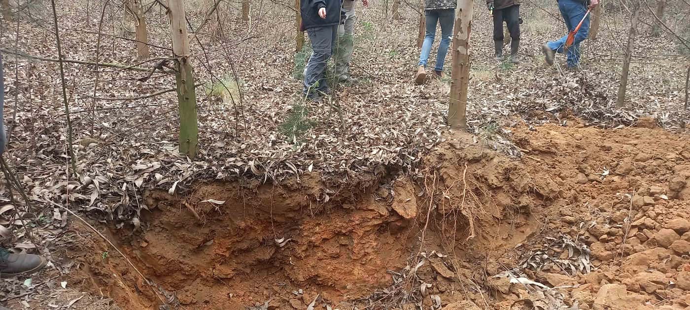 Assisting the investigation into declining <I>Eucalyptus</I> clones in Mpumalanga