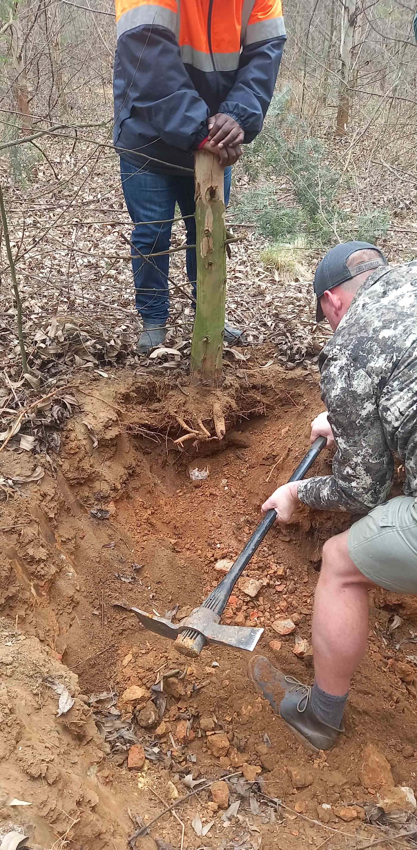Assisting the investigation into declining <I>Eucalyptus</I> clones in Mpumalanga
