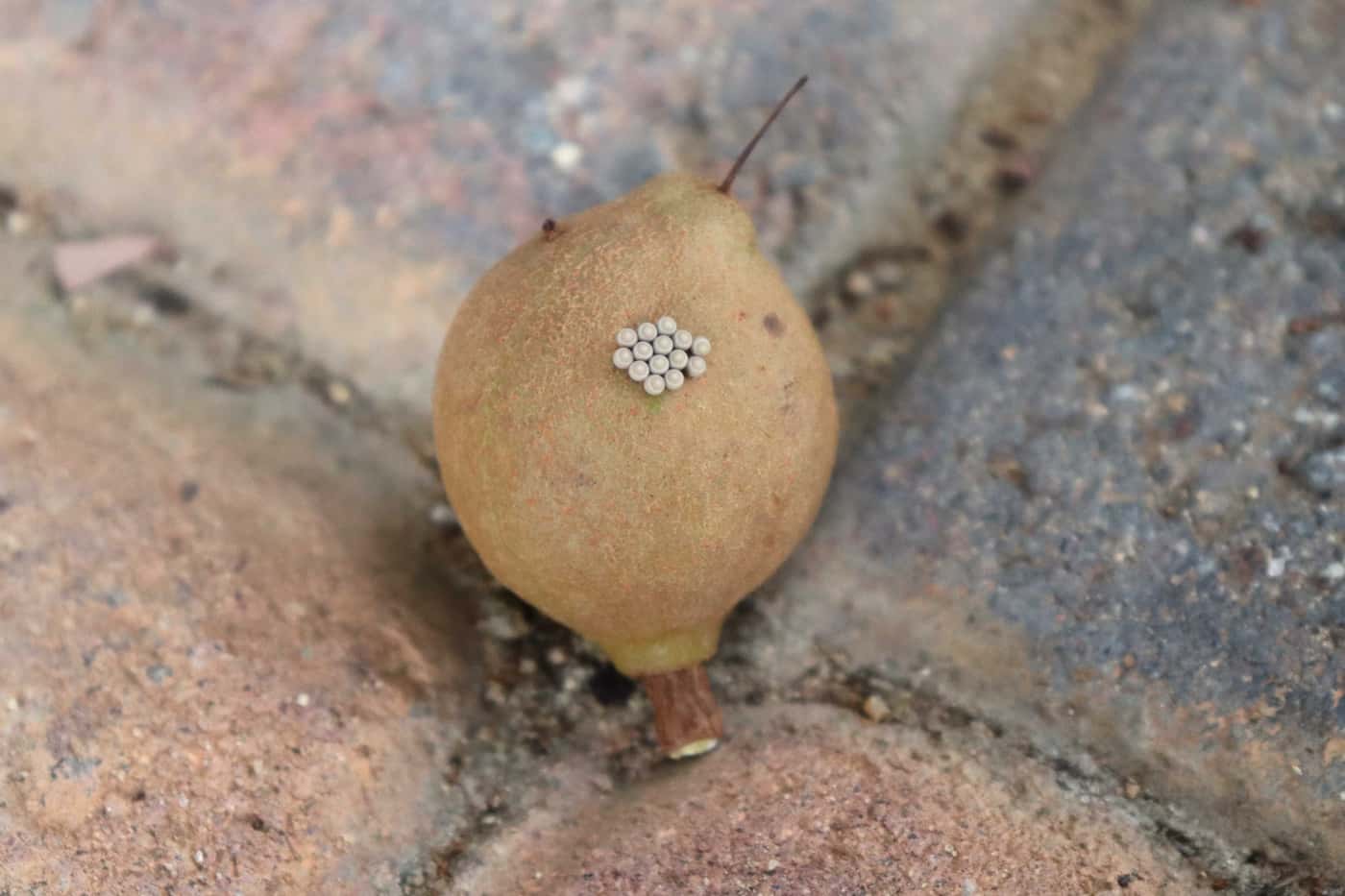 On-going macadamia pest and disease monitoring