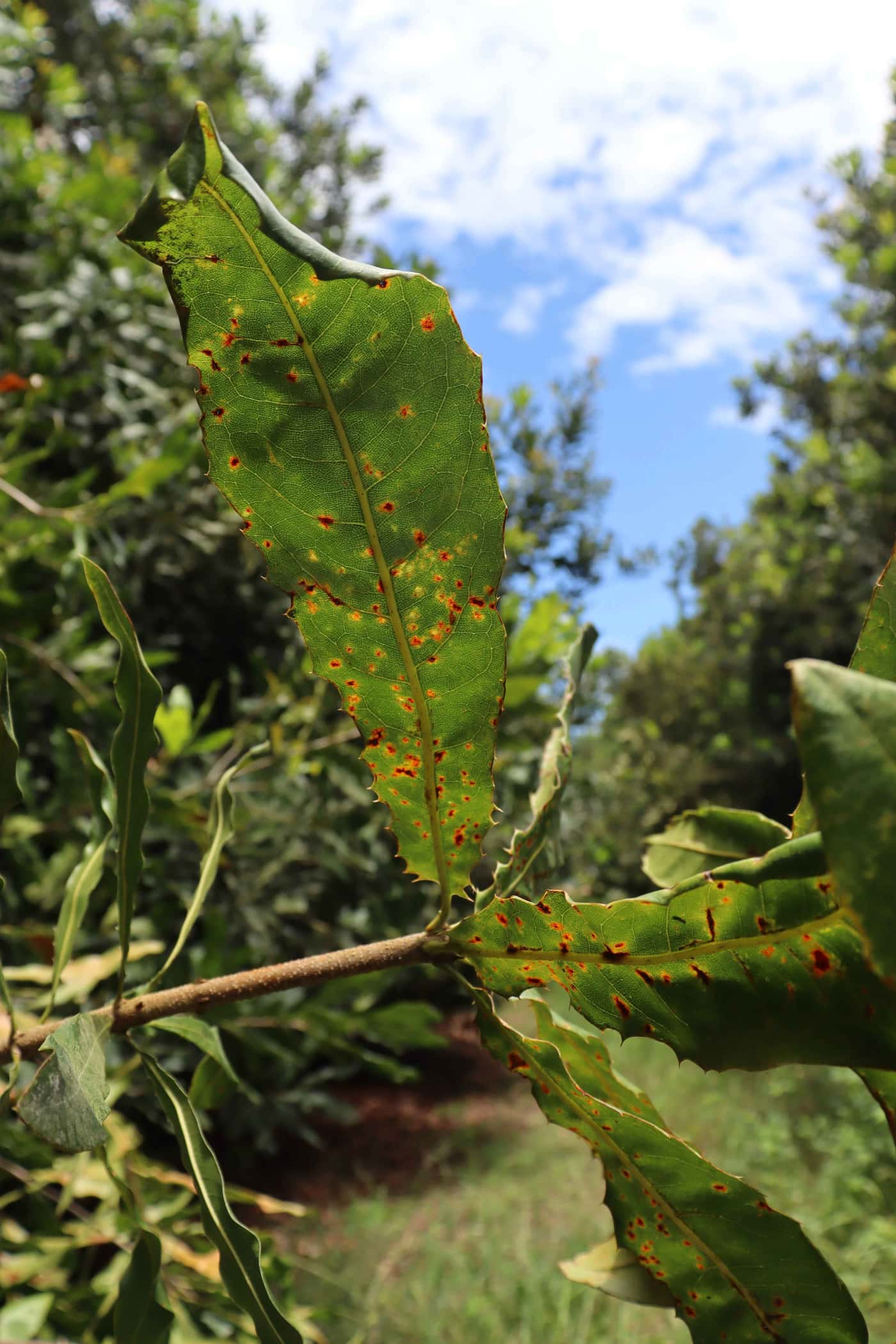 On-going macadamia pest and disease monitoring