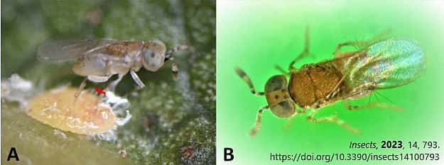 MaPP welcomes <I>Metaphycus macadamiae</I>!