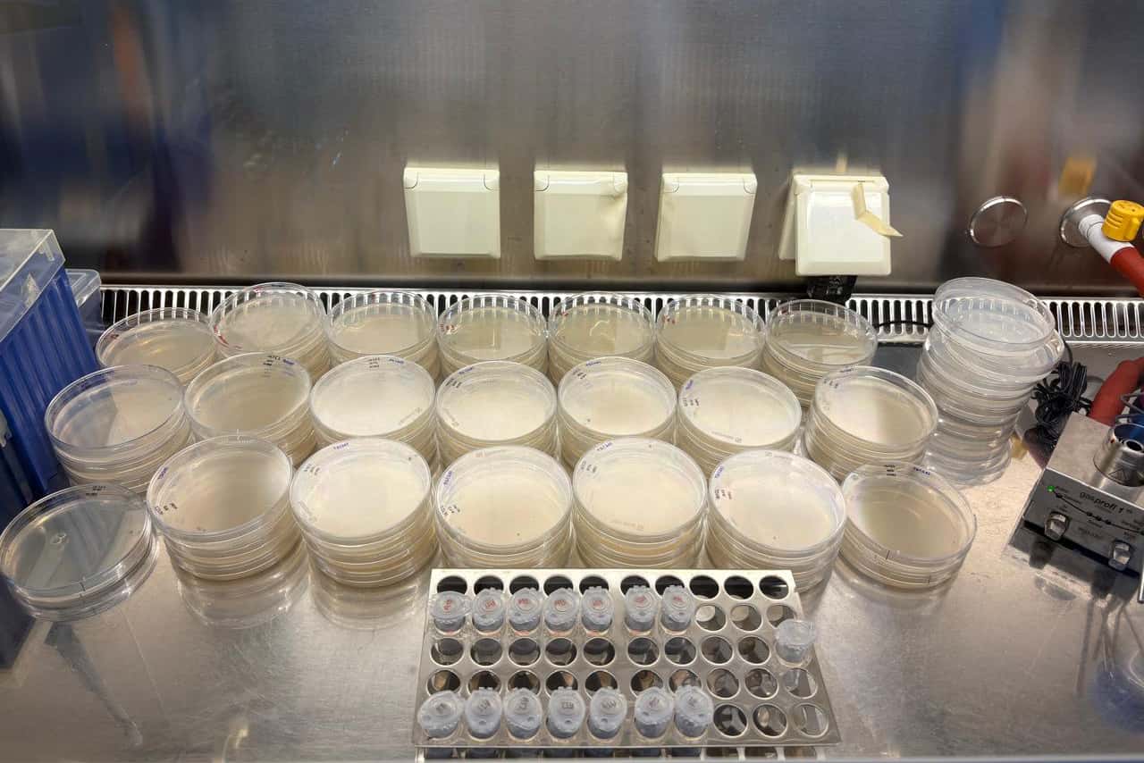 FABI Researchers strengthen Mycobiomics collaborations in Austria and Germany
