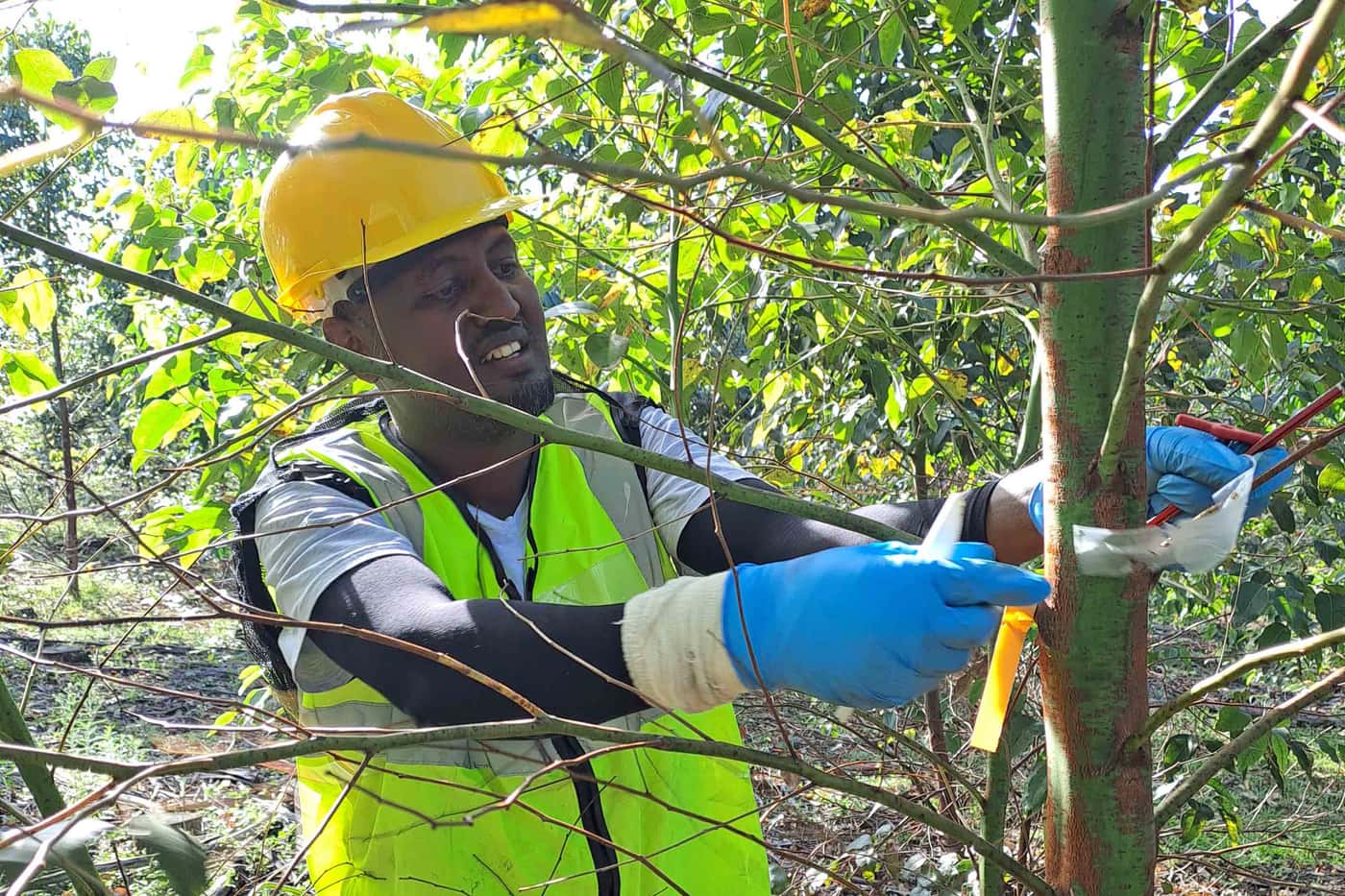 The FMG-EPPI Team Undertakes a Large-Scale Field Inoculation and Tissue Sampling Fieldtrip
