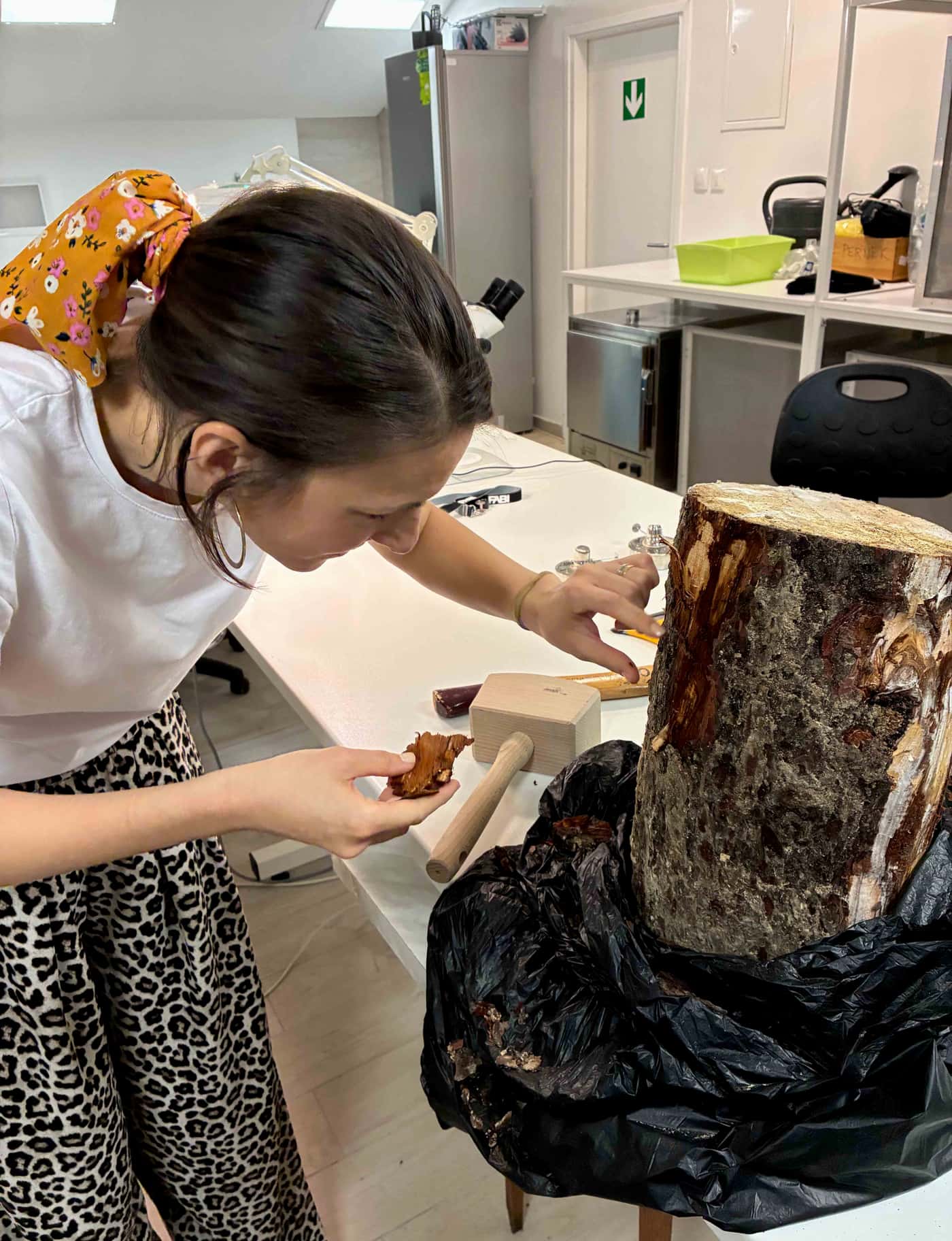 New Pine Bark Beetle-Fungus Project Launched