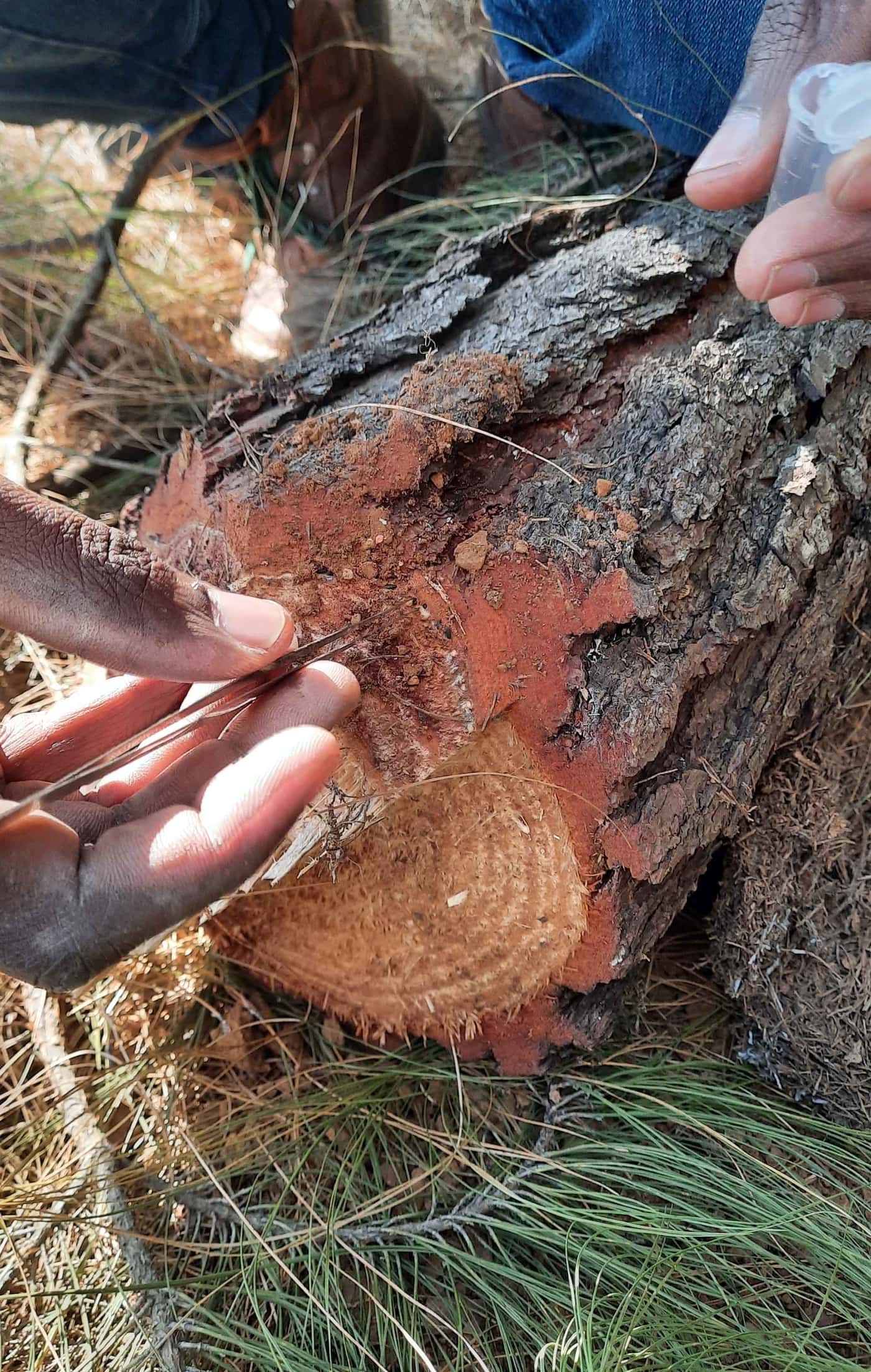 FABI researchers study fungi associated with pine bark beetles in South Africa