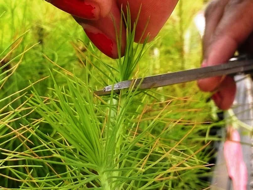 Another successful round of pine screening completed