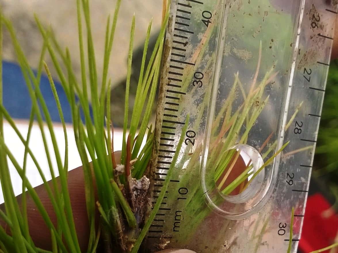 Another successful round of pine screening completed