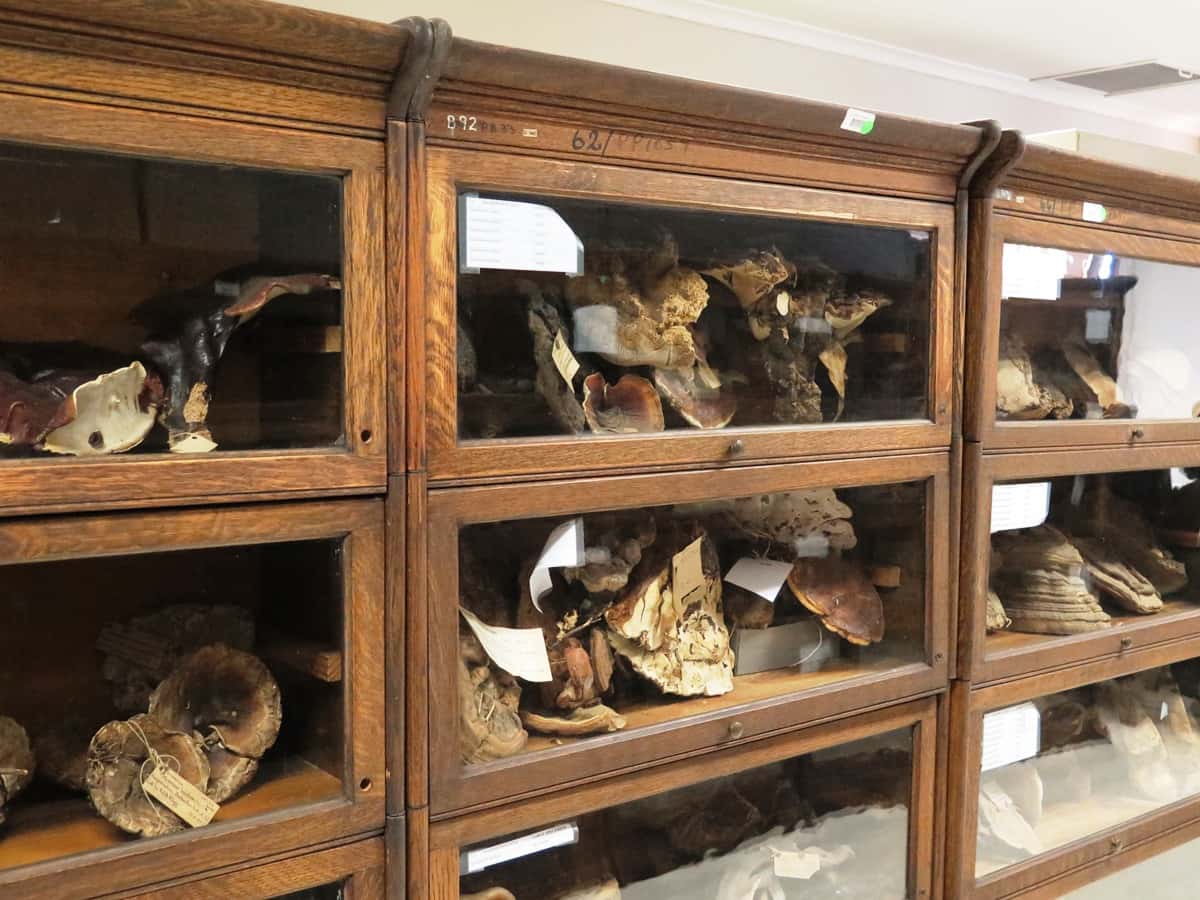 FABI joins 110th anniversary of the SA National Collection of Fungi