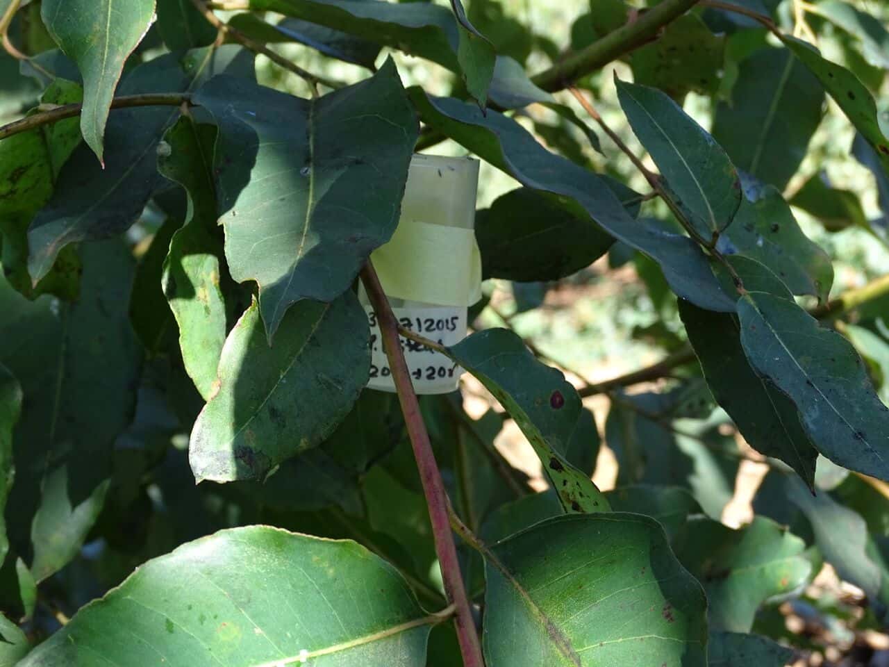 TPCP researchers release biocontrol agent for the red gum lerp psyllid