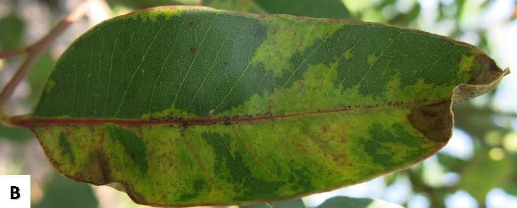 New report of a serious fungal pathogen on <i>Eucalyptus</i> in SA