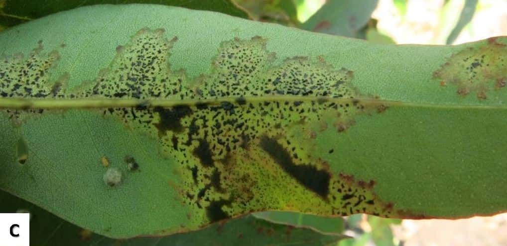New report of a serious fungal pathogen on <i>Eucalyptus</i> in SA