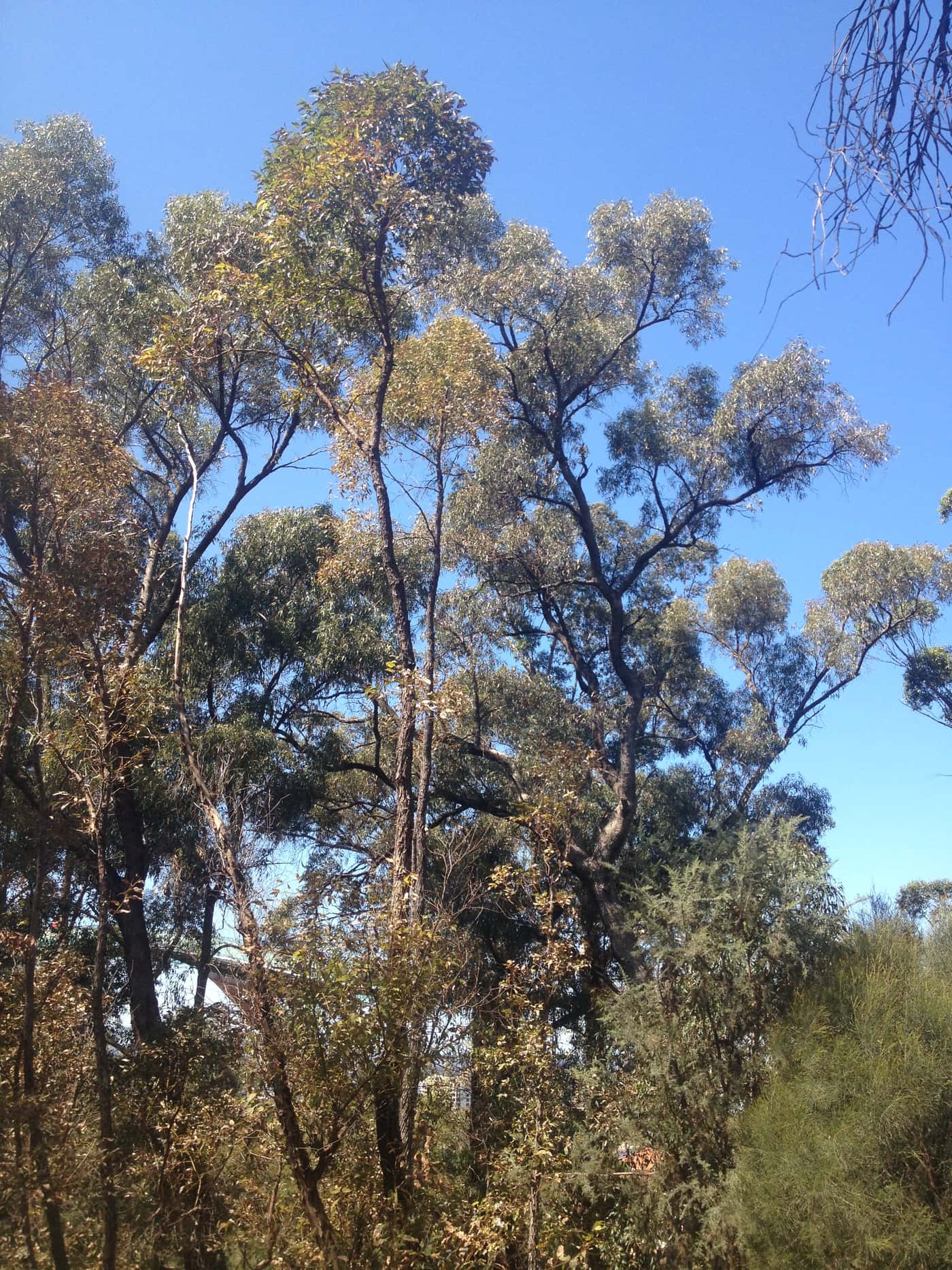 Six FABIans participate in the 20th Australasian Plant Pathology Society conference