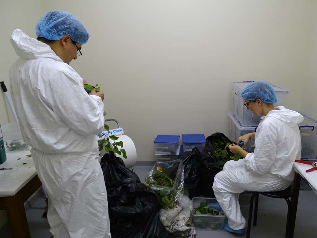 Two more biocontrol agents arrive at the FABI biocontrol centre