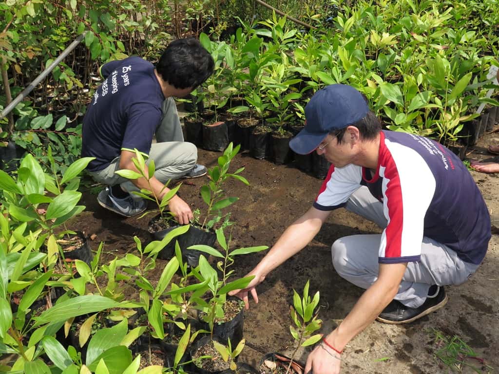 FABIans plant thousands of Eucalyptus cuttings