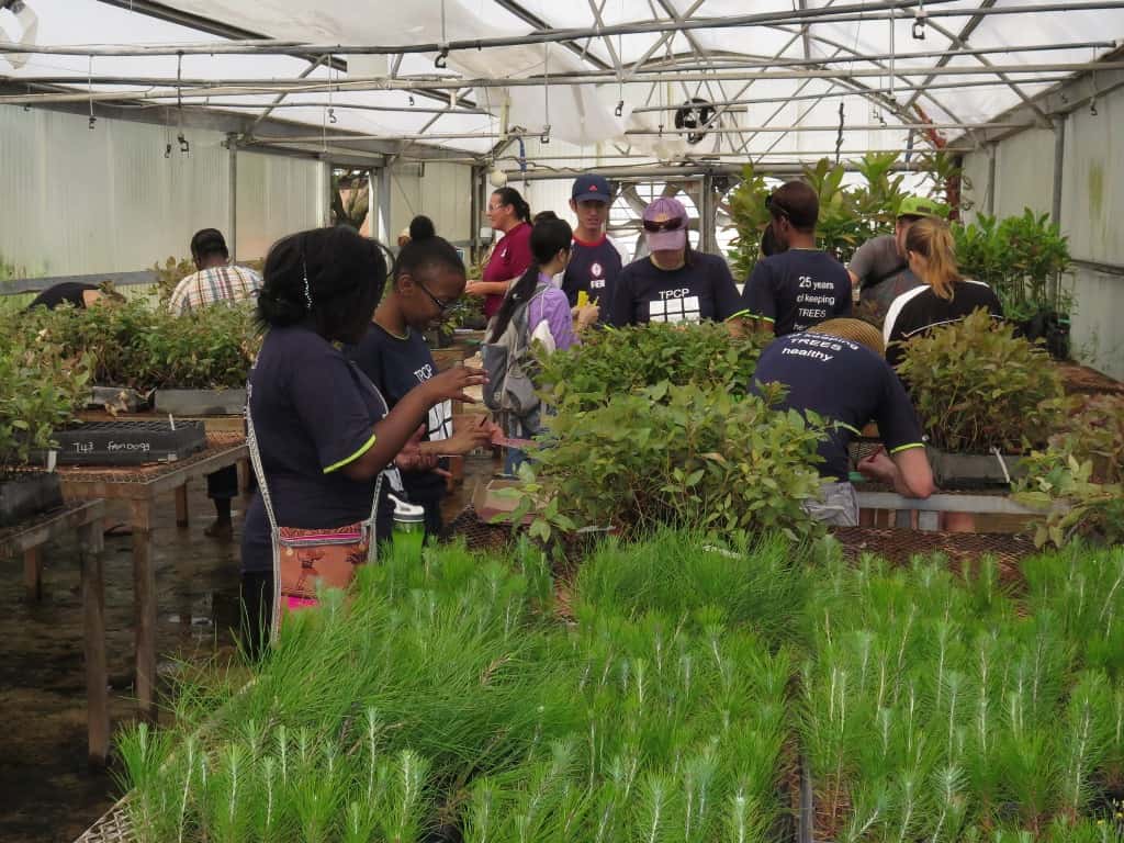 FABIans plant thousands of Eucalyptus cuttings