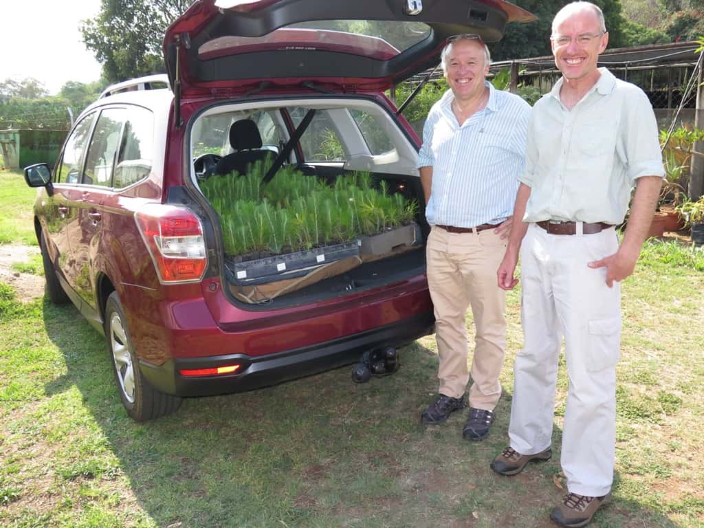 FABIans plant thousands of Eucalyptus cuttings