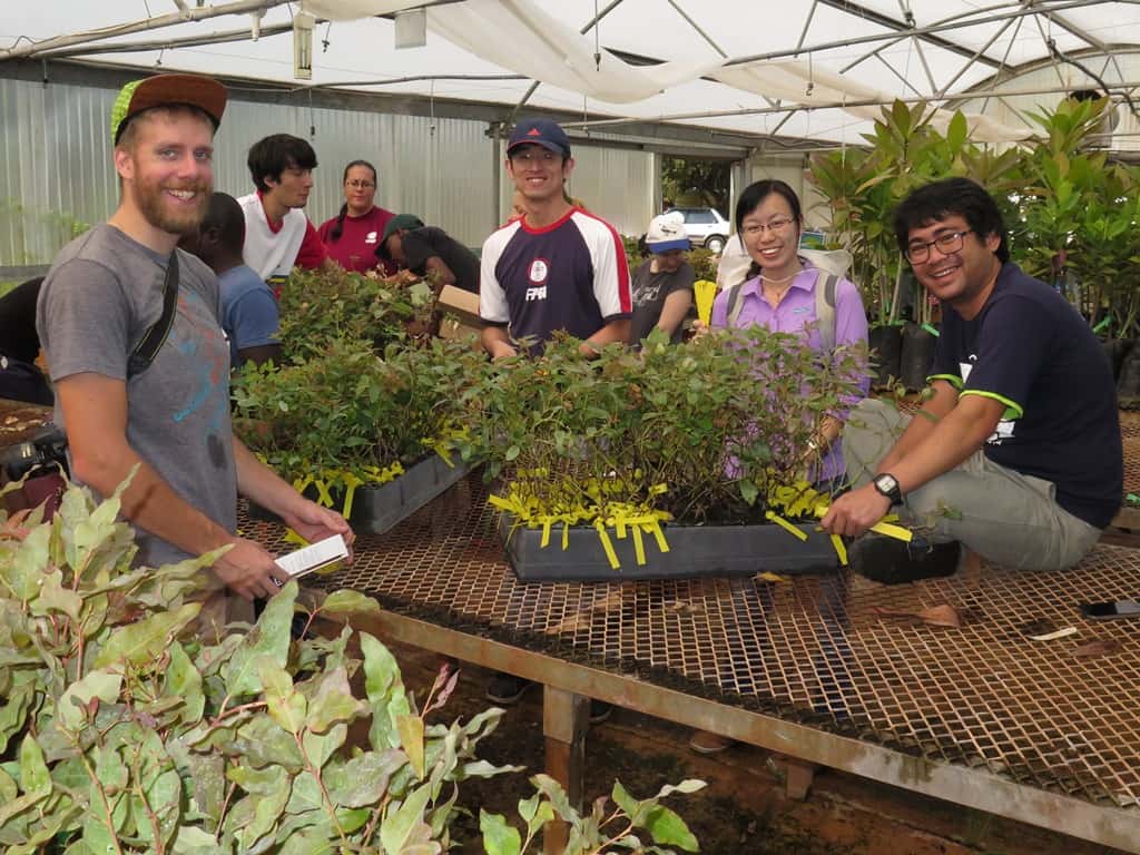 FABIans plant thousands of Eucalyptus cuttings
