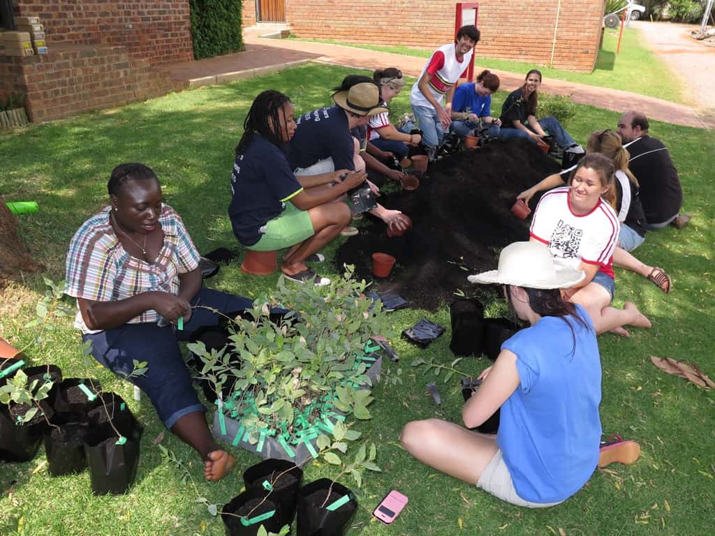 FABIans plant thousands of Eucalyptus cuttings