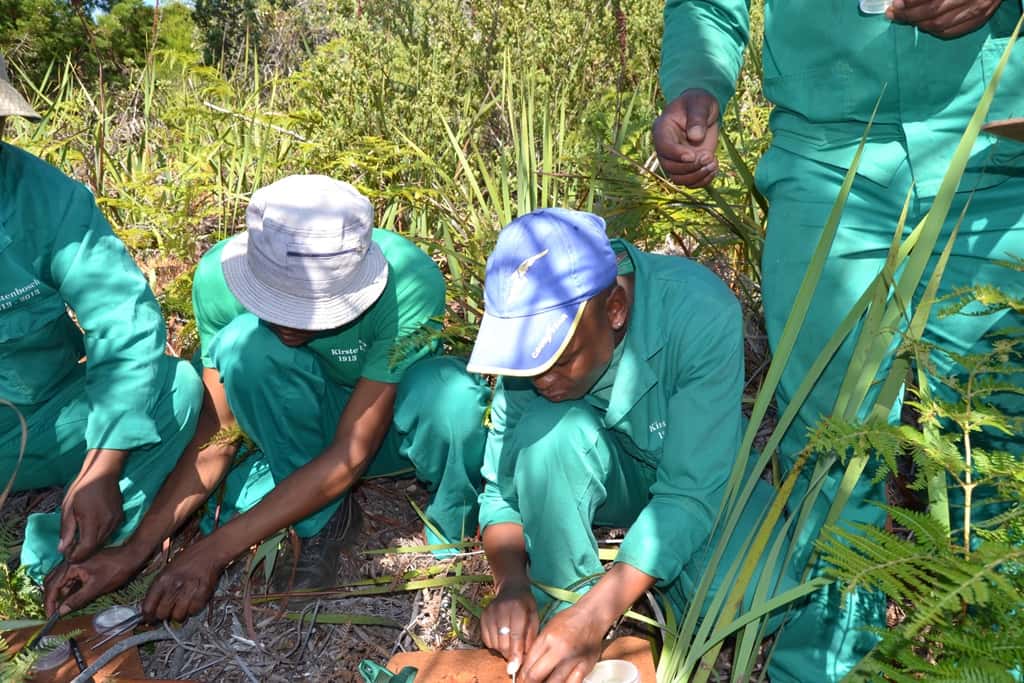 FABIan leads plant disease workshop at Kirstenbosch