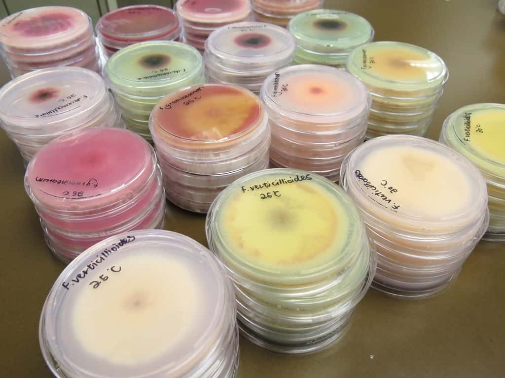 Fusarium Laboratory Workshop hosted by FABI
