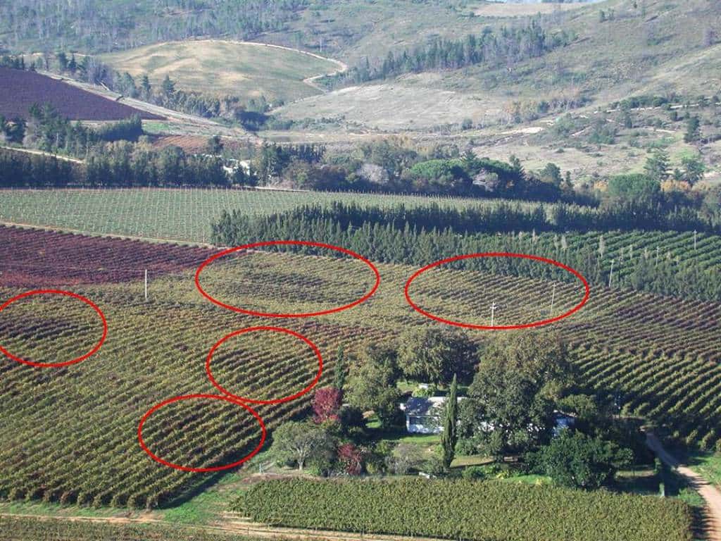 FABI Researcher instrumental in wining the fight against grapevine leafroll disease