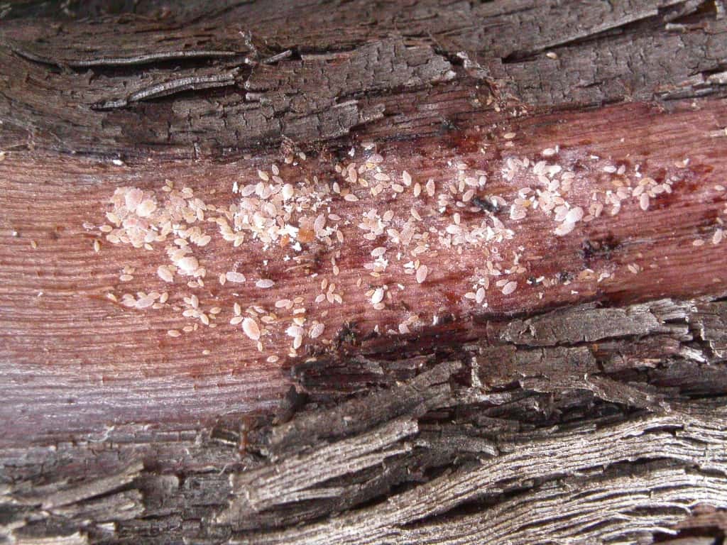 FABI Researcher instrumental in wining the fight against grapevine leafroll disease
