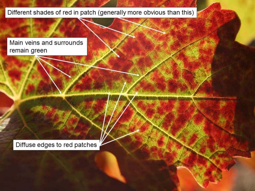 FABI Researcher instrumental in wining the fight against grapevine leafroll disease