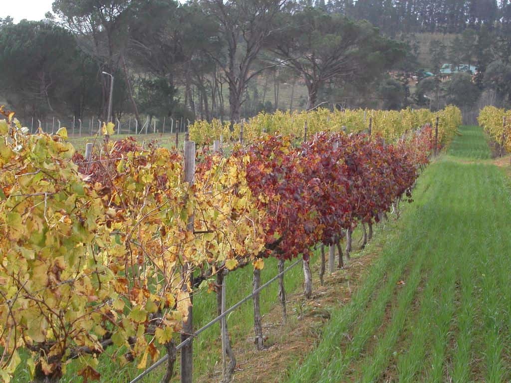 FABI Researcher instrumental in wining the fight against grapevine leafroll disease