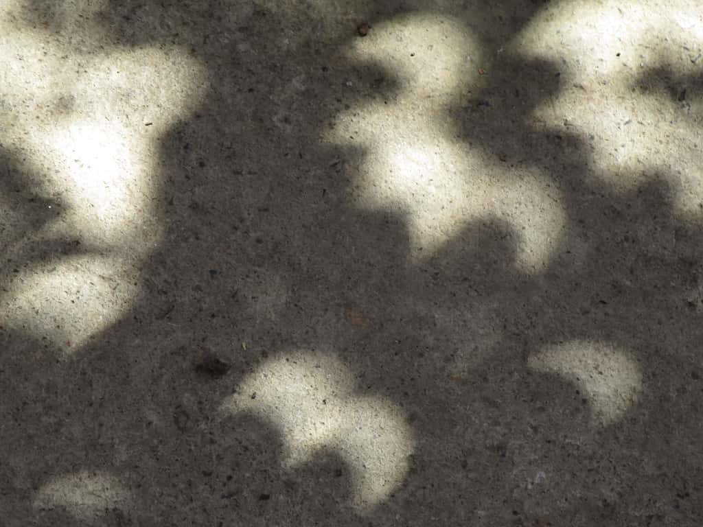 Trees reveal solar eclipse