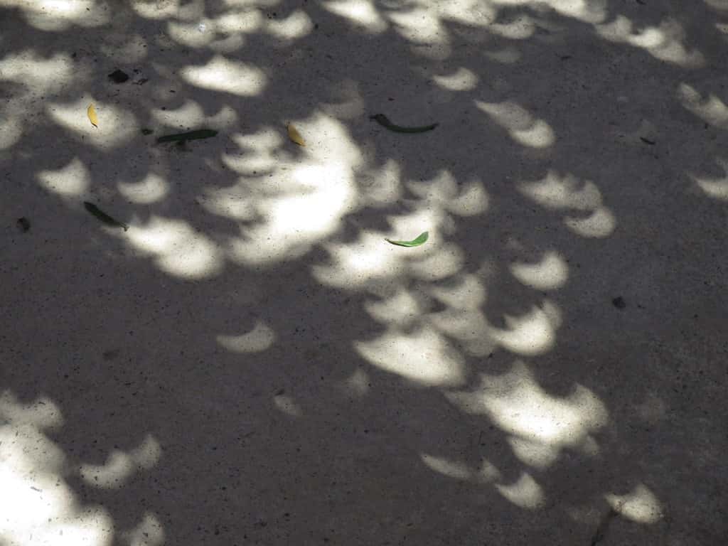 Trees reveal solar eclipse