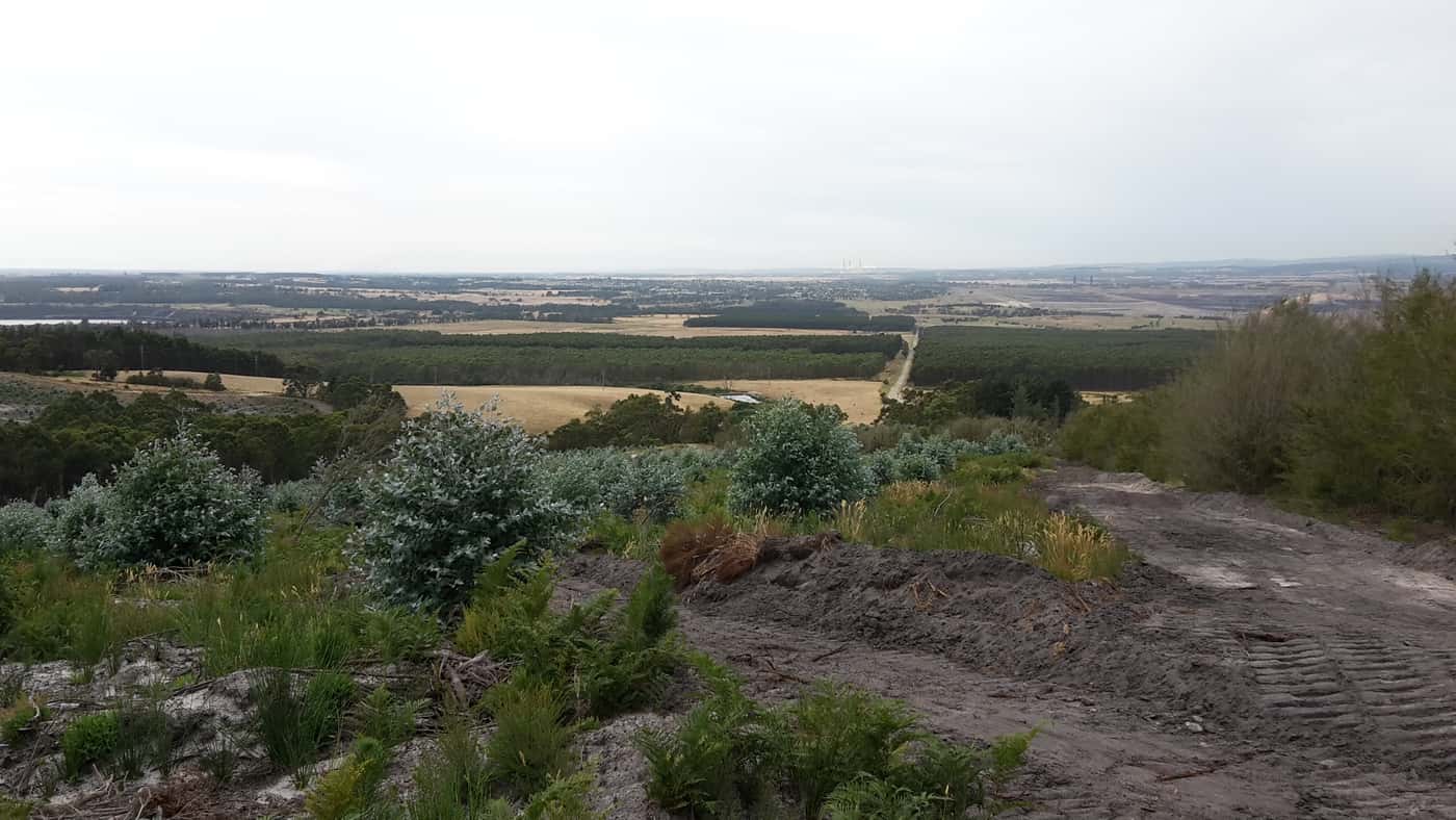 FABI Postdoctoral Fellow hunting biocontrol agents Down Under