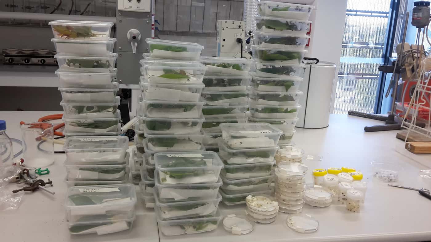 FABI Postdoctoral Fellow hunting biocontrol agents Down Under