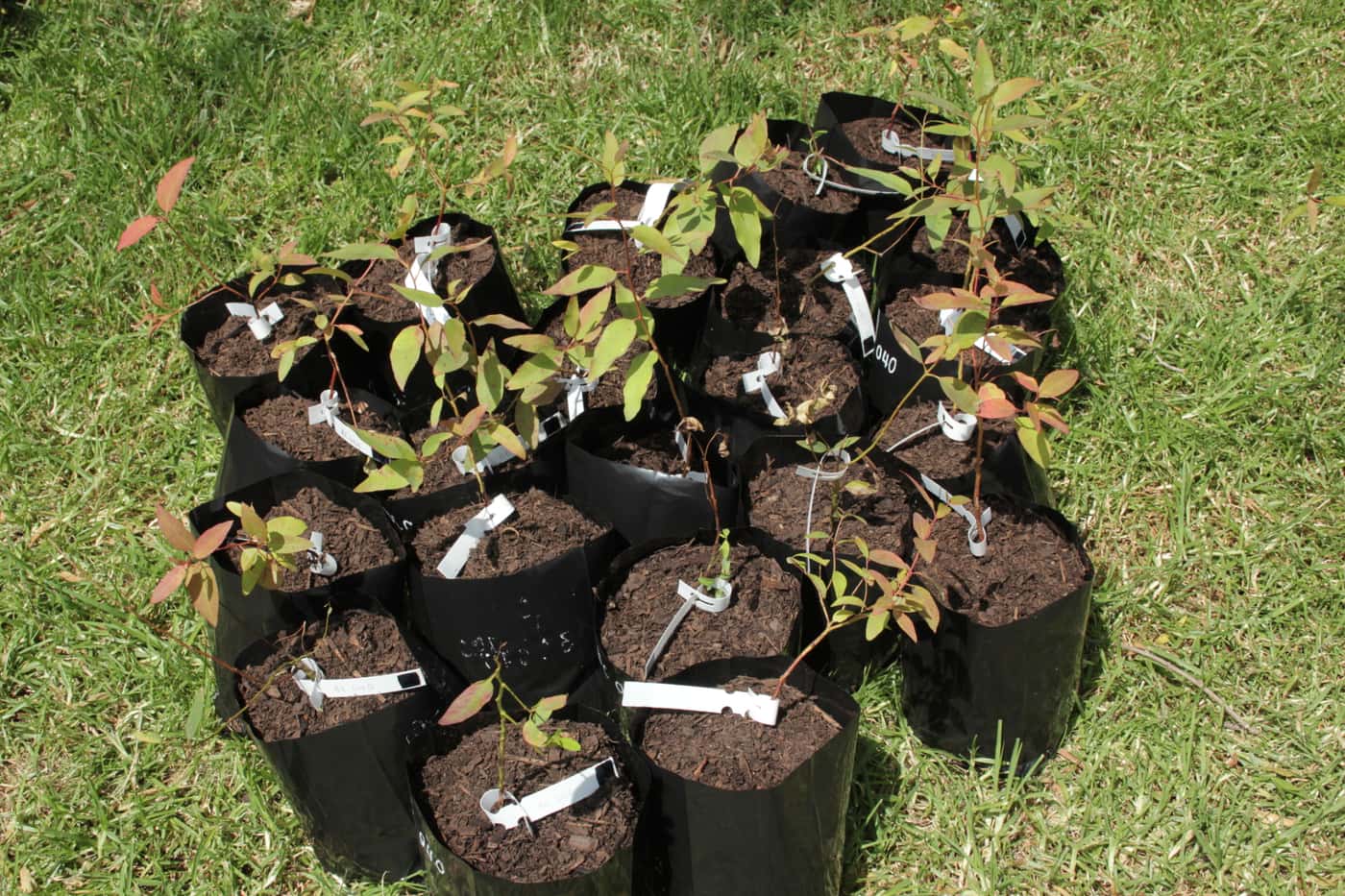 FMG tree planting day