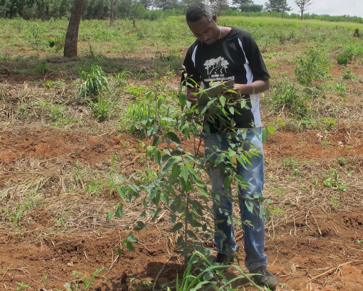 Eucalypt insect pest survey in Ghana and Sierra Leone