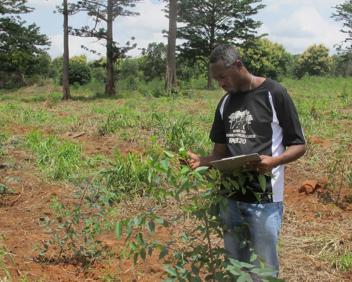 Eucalypt insect pest survey in Ghana and Sierra Leone