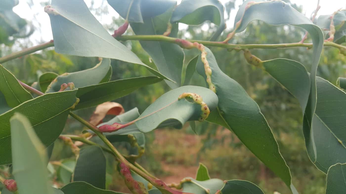 Eucalypt insect pest survey in Ghana and Sierra Leone