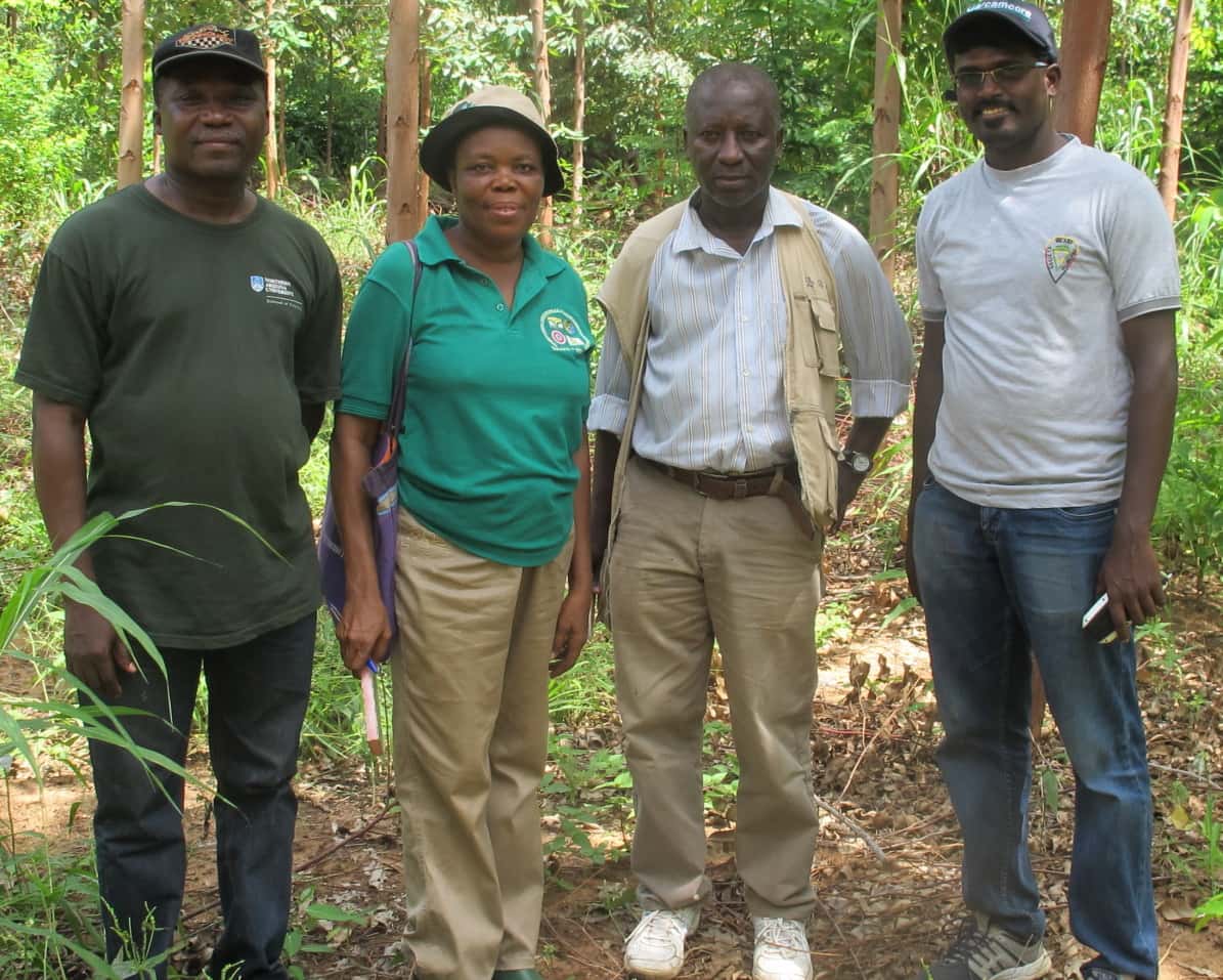 Eucalypt insect pest survey in Ghana and Sierra Leone