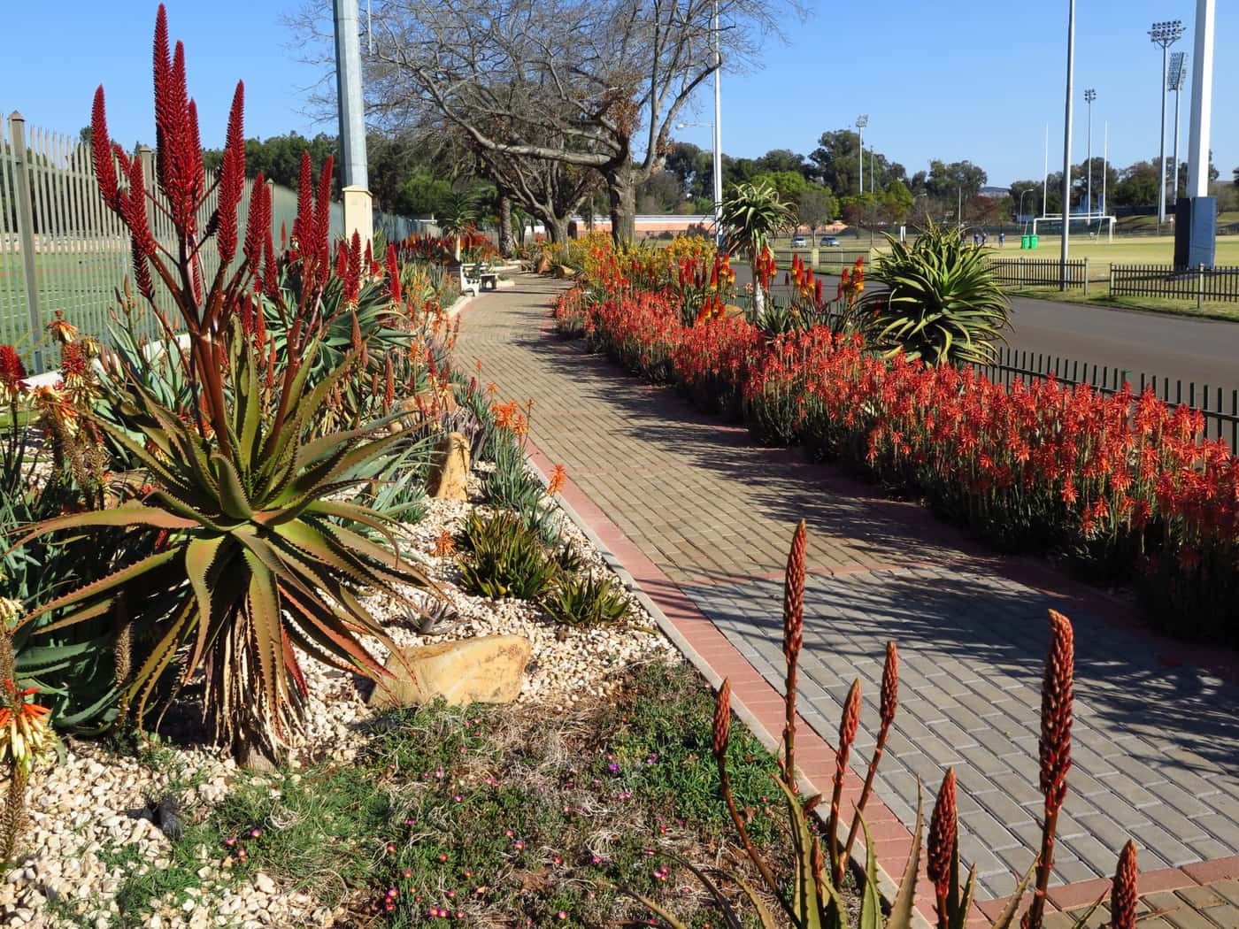 FABIans take in spectacle of aloes in full bloom