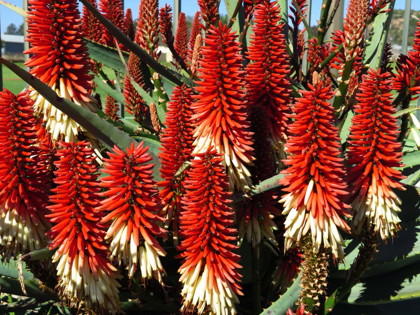 FABIans take in spectacle of aloes in full bloom