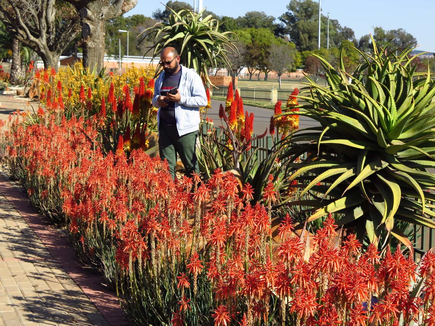 FABIans take in spectacle of aloes in full bloom