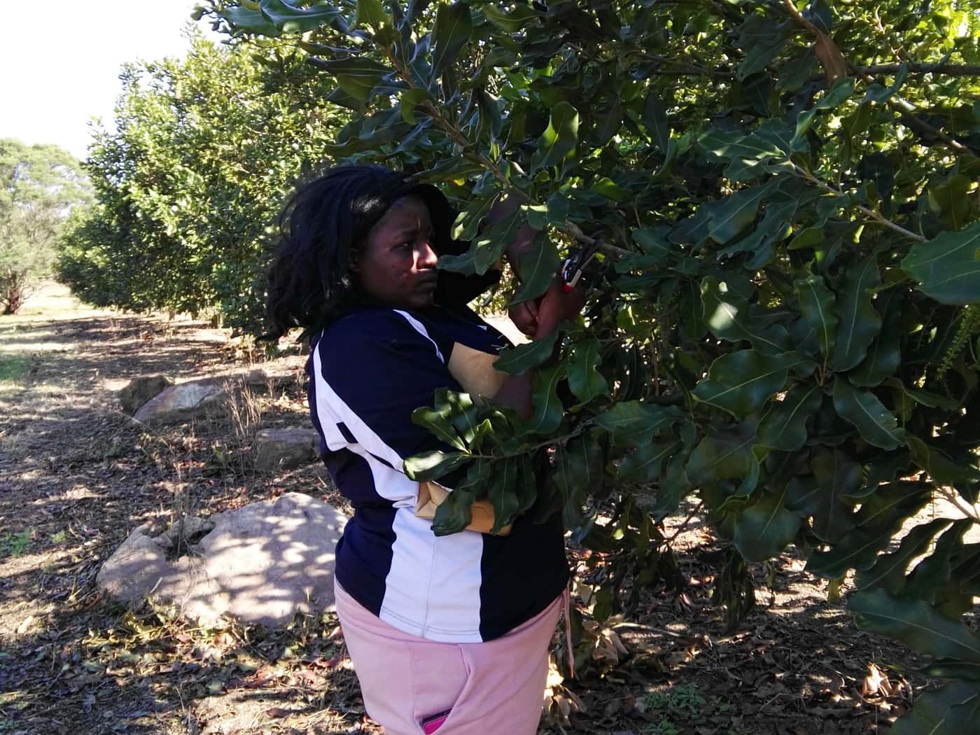 Macadamia Protection Programme members engages with stakeholders
