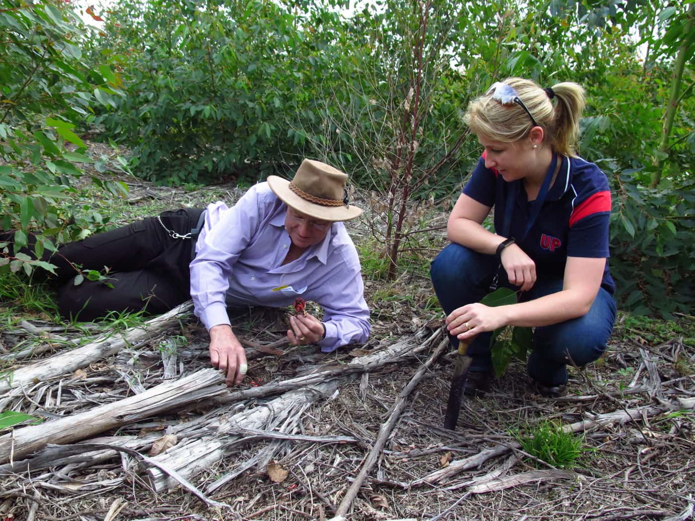 Field visit to inspect Ceratocystis infected Eucalyptus