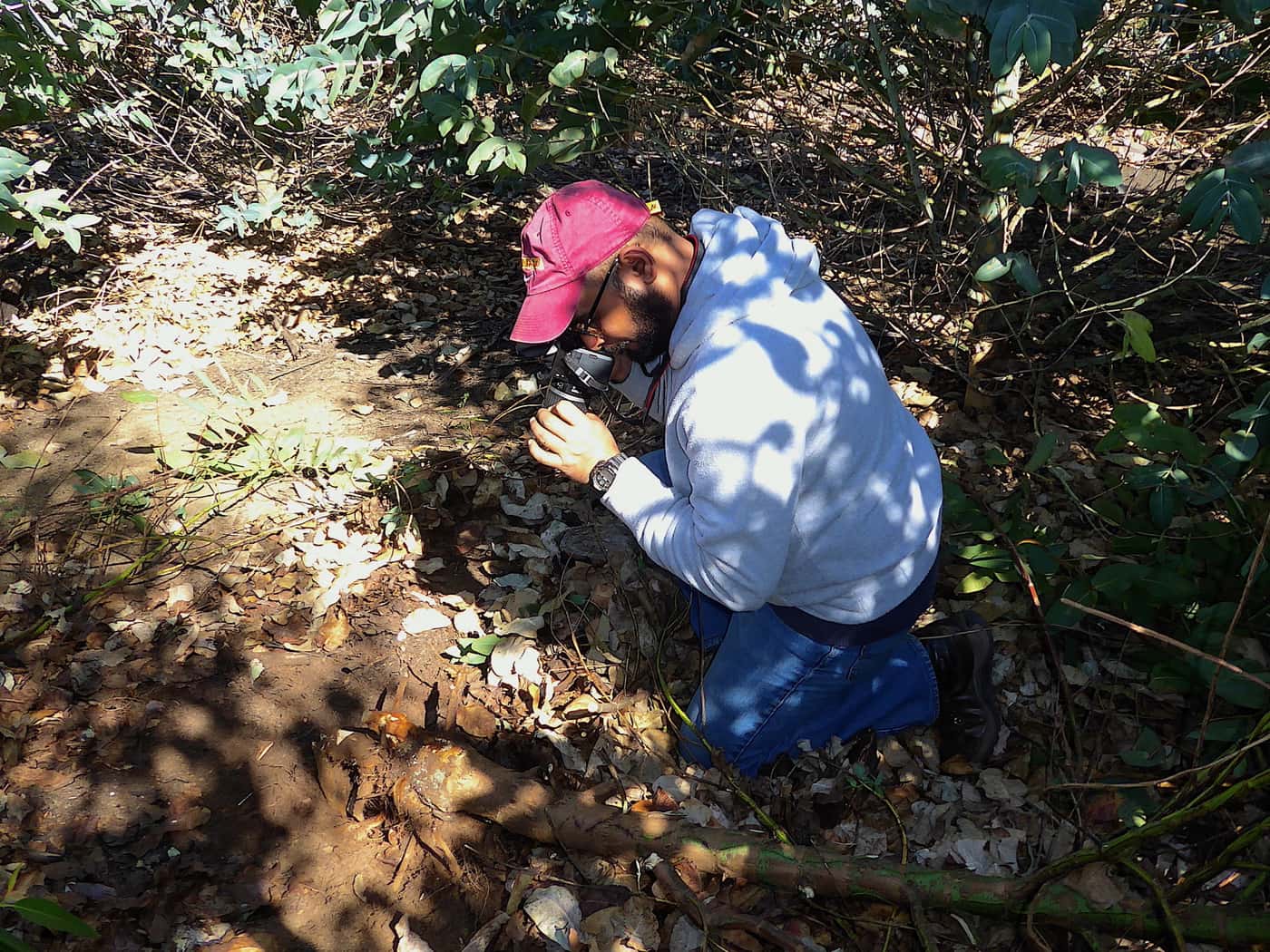 FABIan conducts a Eucalyptus root-rot disease survey