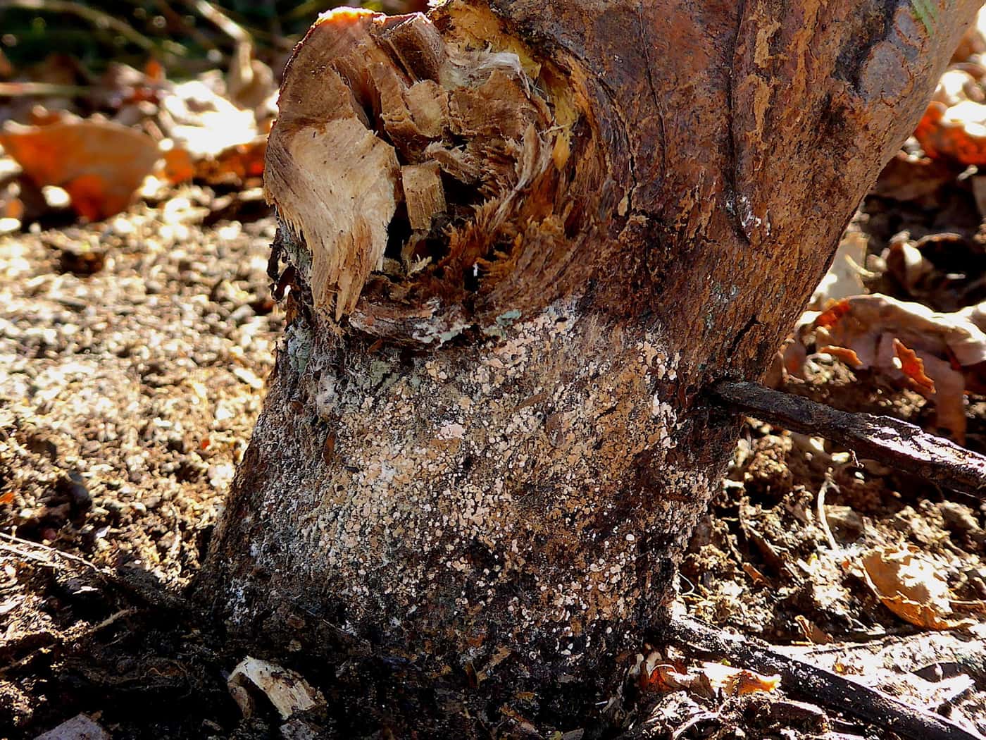 FABIan conducts a Eucalyptus root-rot disease survey