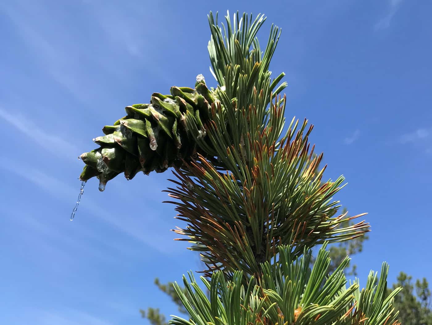FABIan on North American field trip to collect samples