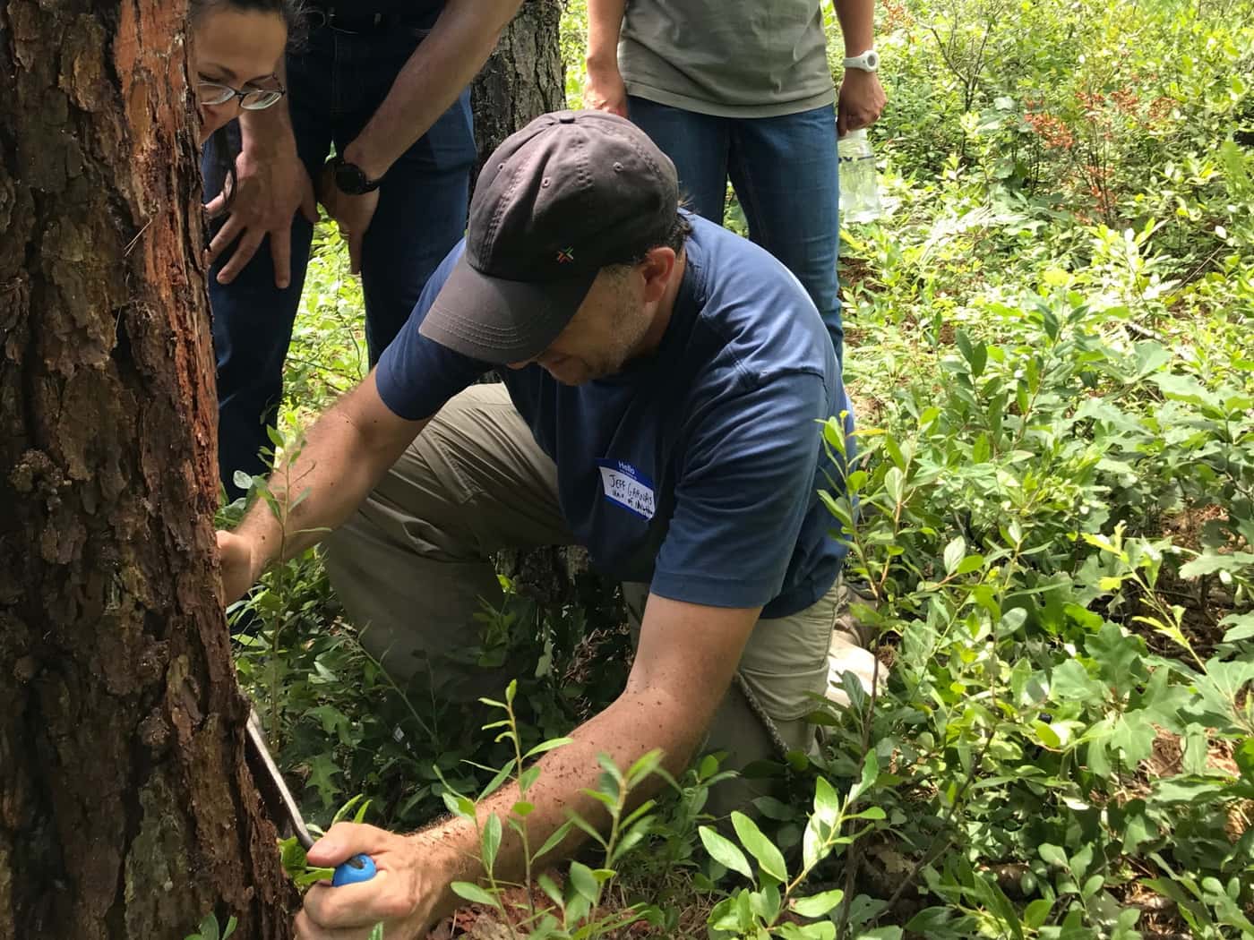 FABIans participate in ICPP Forest Pathology fieldtrip