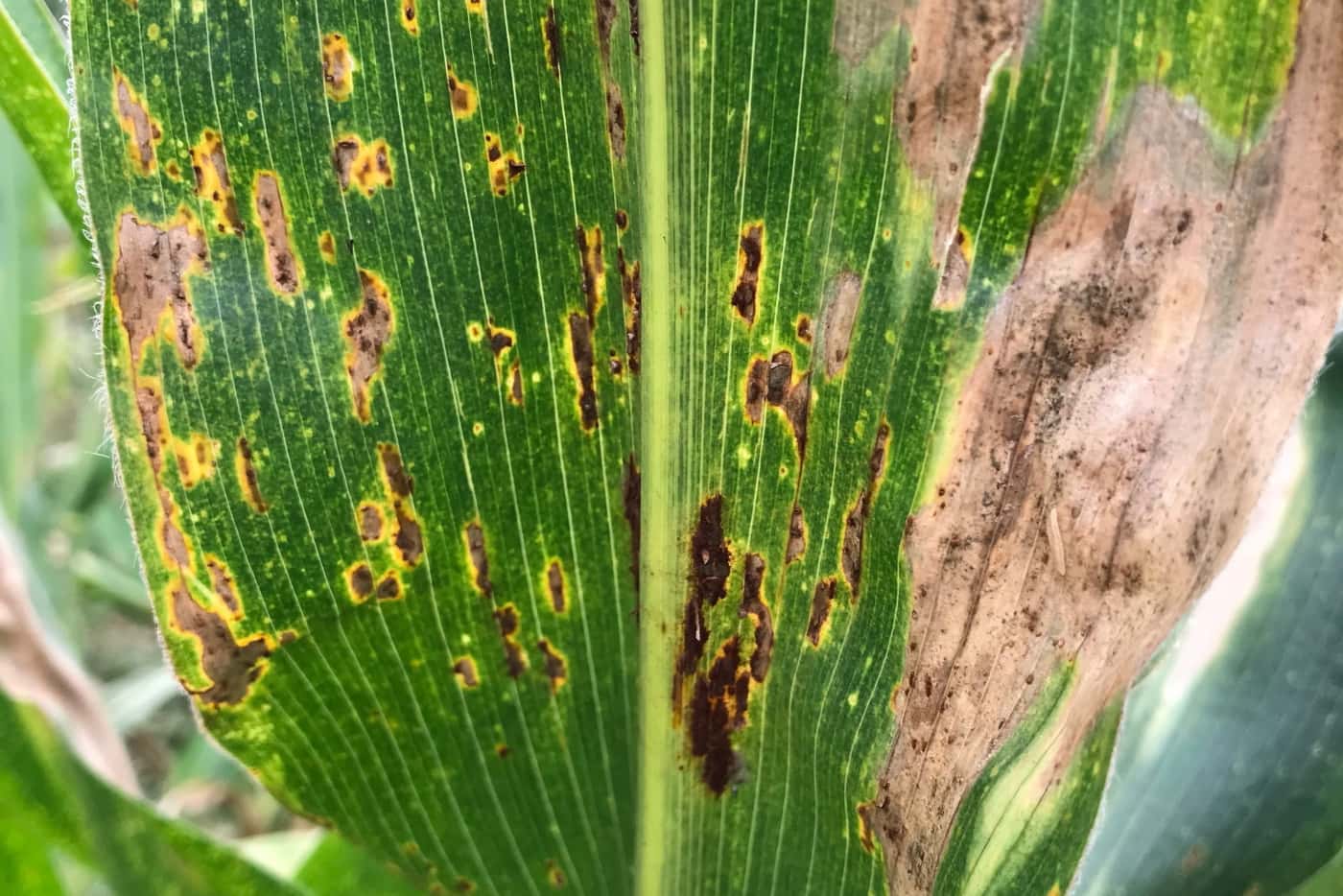 Kenya maize pathology workshop “on the equator” a resounding success