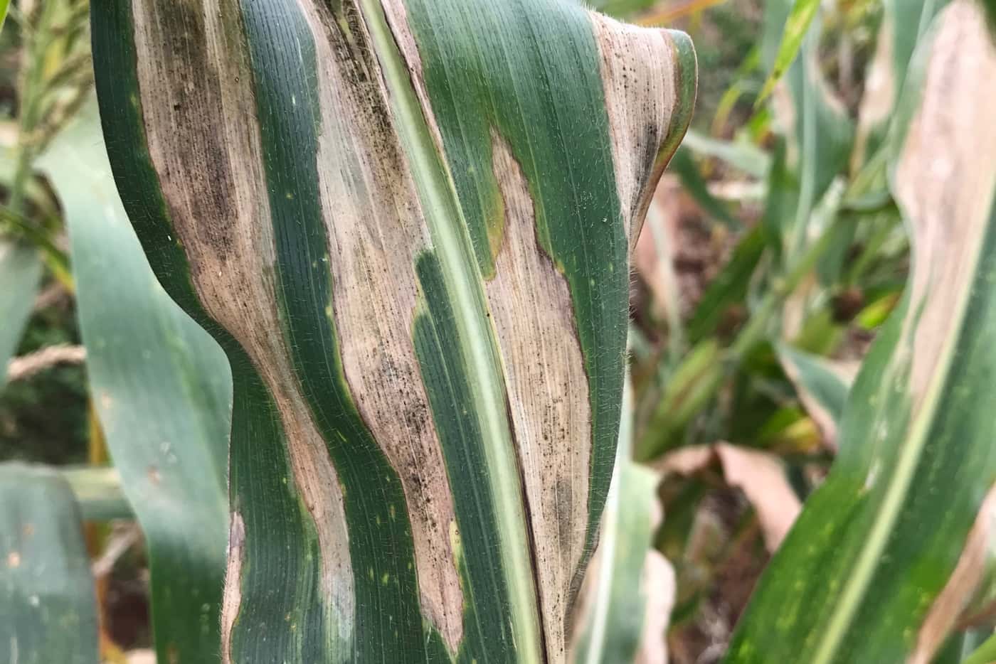 Kenya maize pathology workshop “on the equator” a resounding success