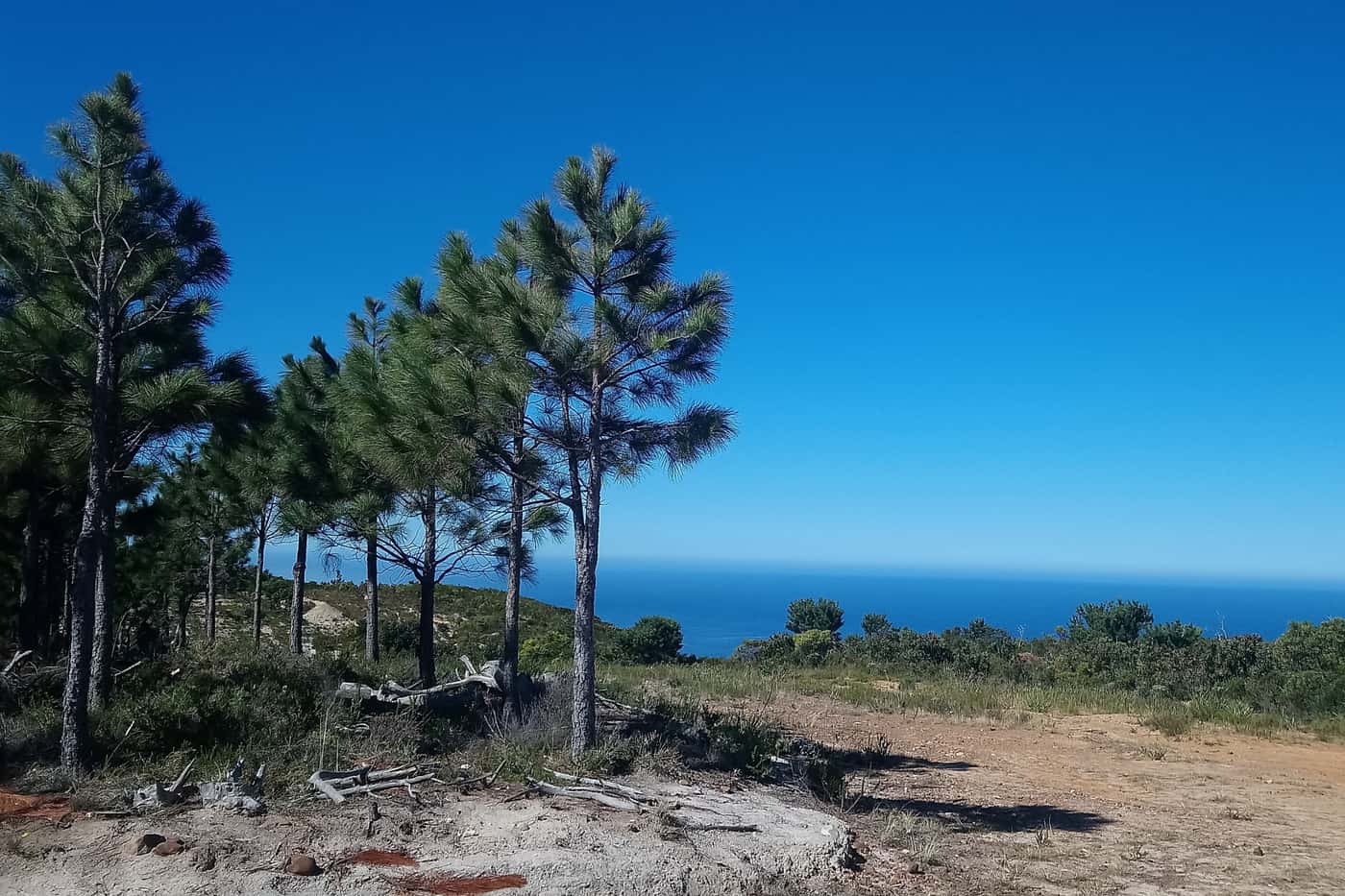 Blue skies and burnt trees